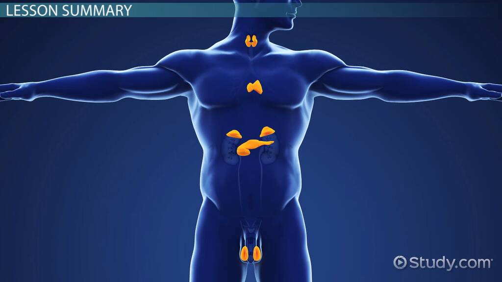 the human endocrine system worksheet