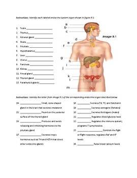A &  P Worksheet: Introduction to the Endocrine Sytem: Hormones and Their  Organs