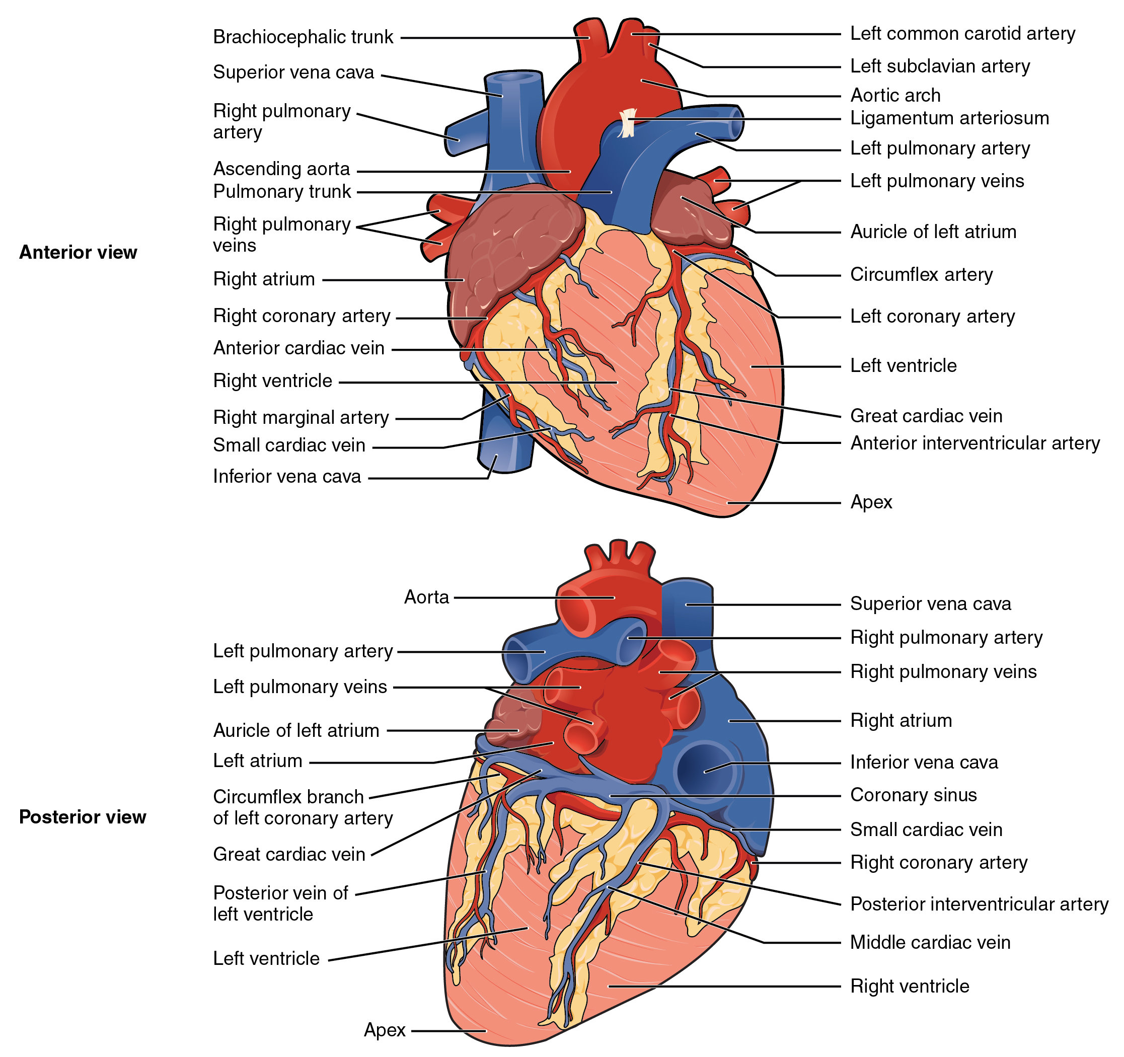 the human heart anatomy and circulation worksheet