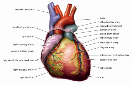 the human heart anatomy and circulation worksheet