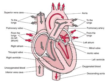 the human heart anatomy and circulation worksheet