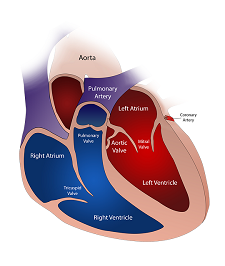 the human heart anatomy and circulation worksheet