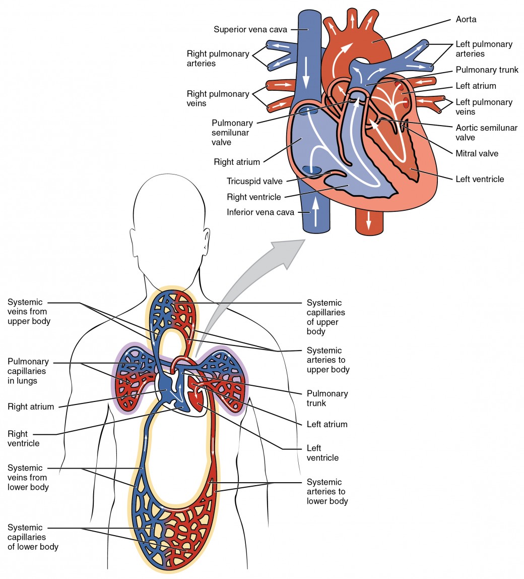 the human heart anatomy and circulation worksheet