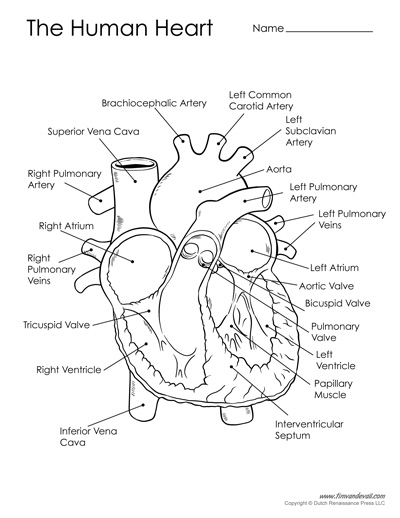 Free Printable Human Heart Diagram for Kids - Labeled and ...