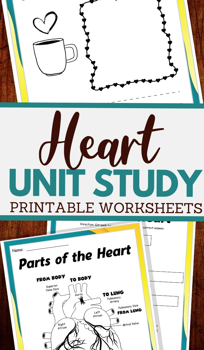 the human heart worksheet