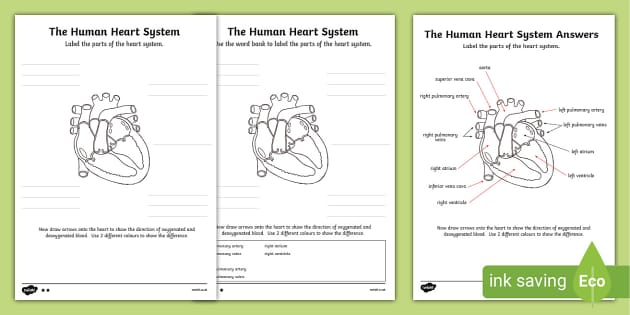 Blank Heart Diagram | Labelling Activity (Lehrer gemacht)