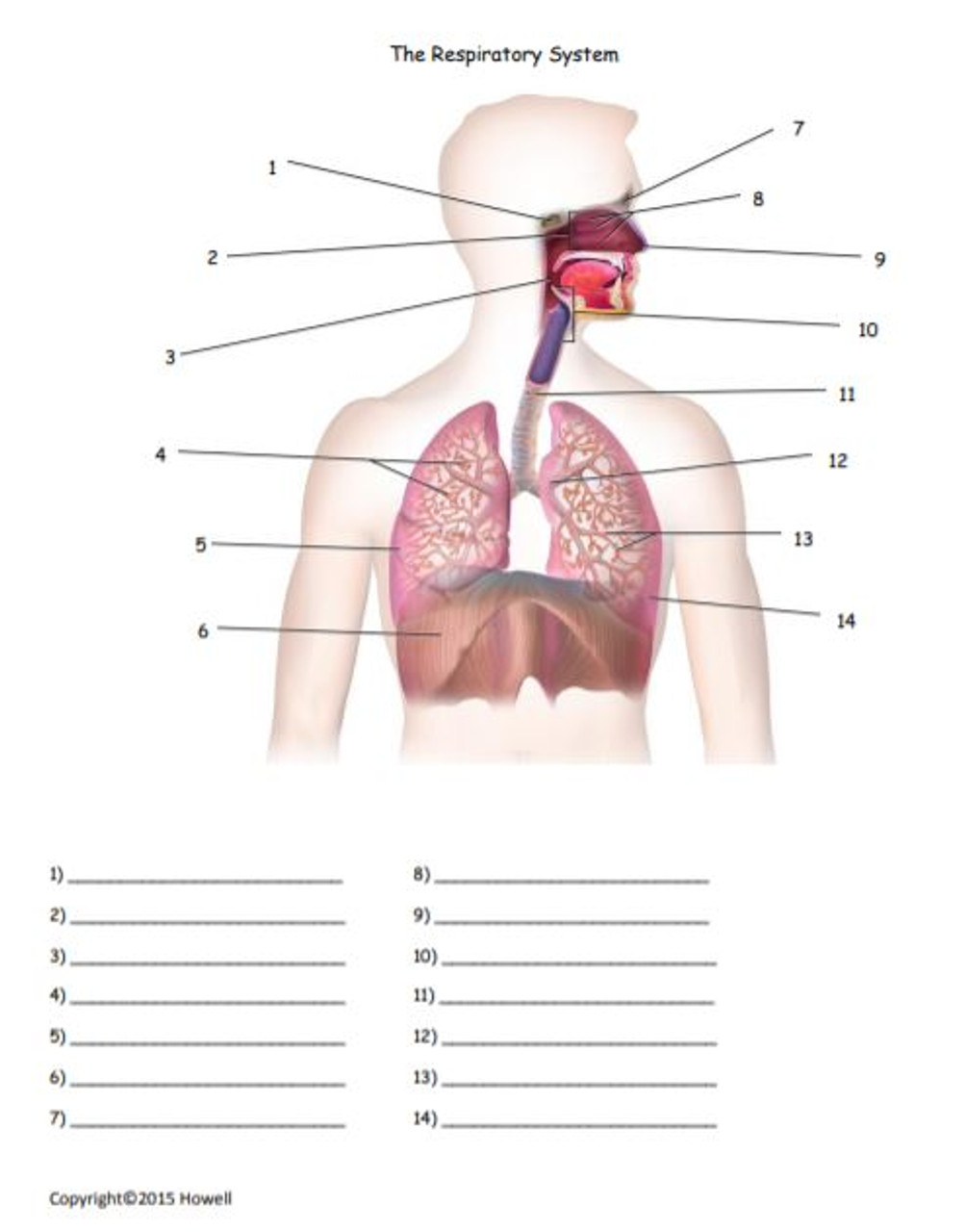 the human respiratory system worksheet