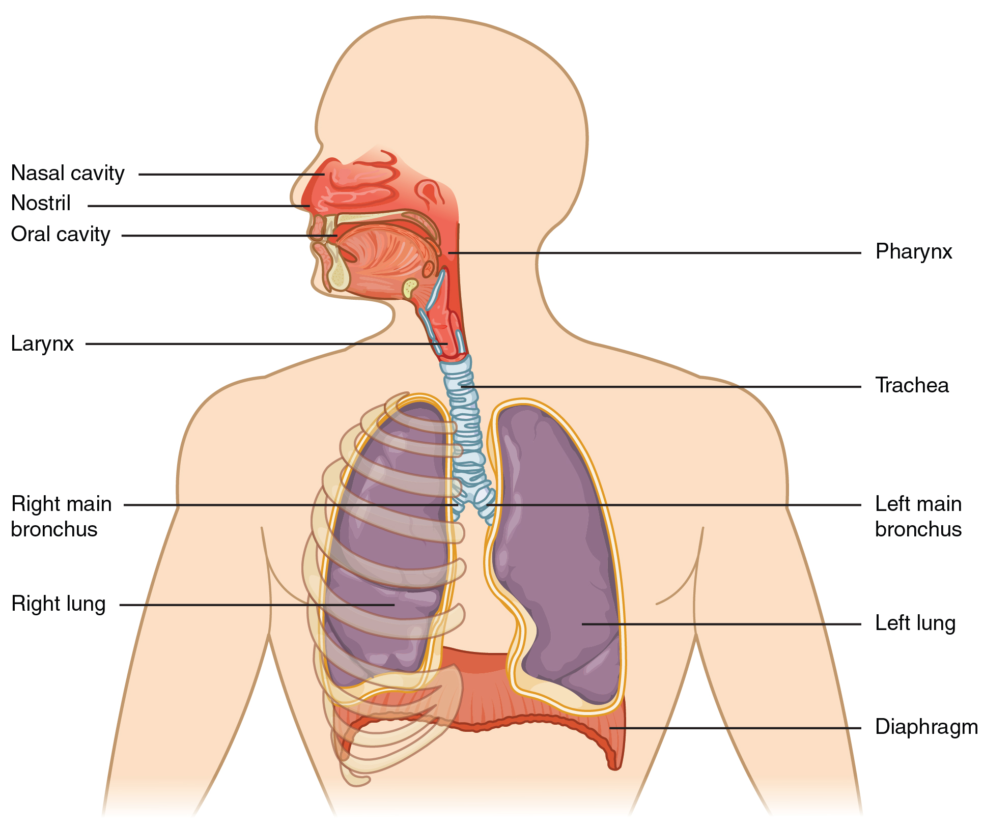 the human respiratory system worksheet
