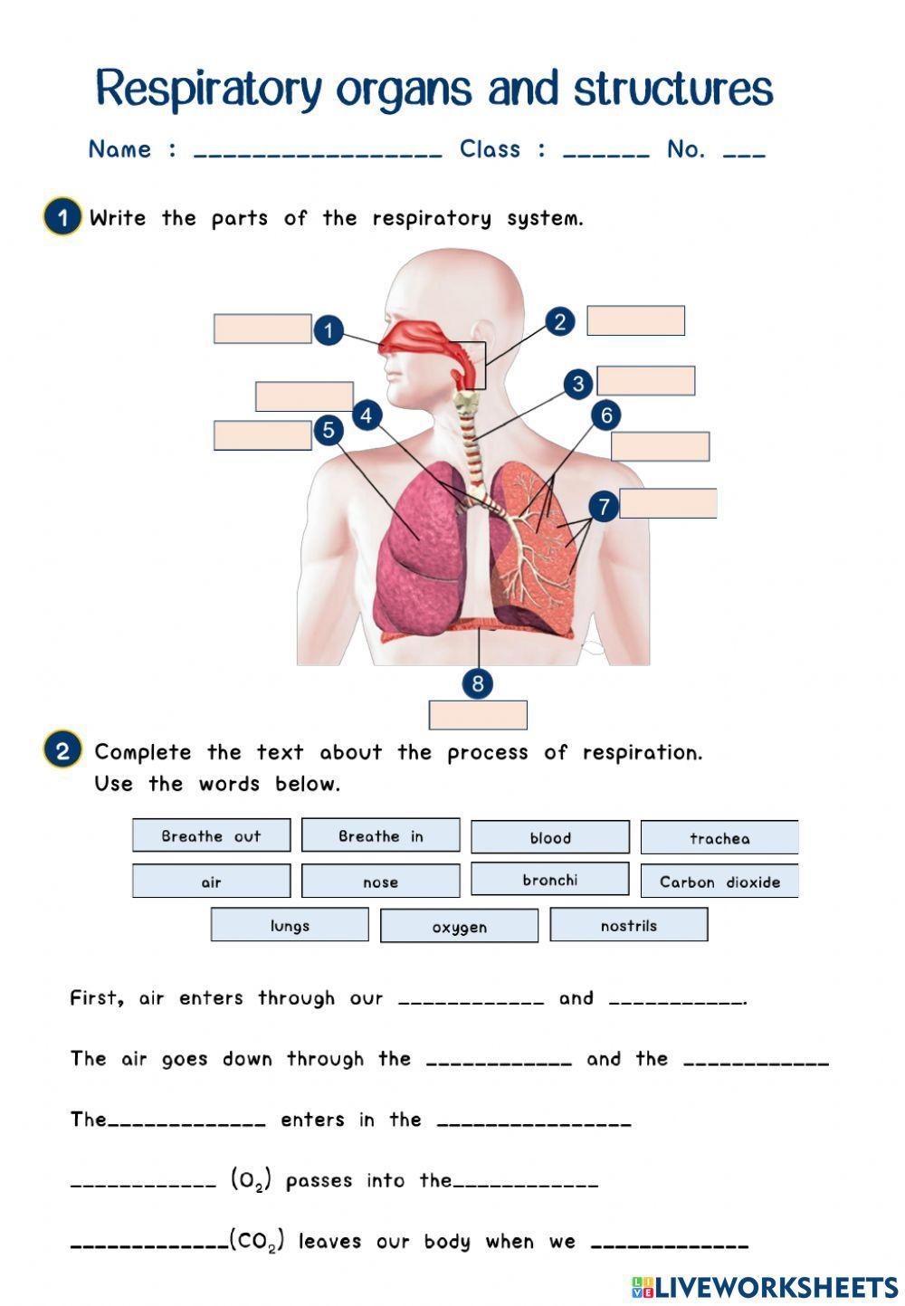 Breathe In, Breathe Out: The Respiratory System | Lesson Plan ...