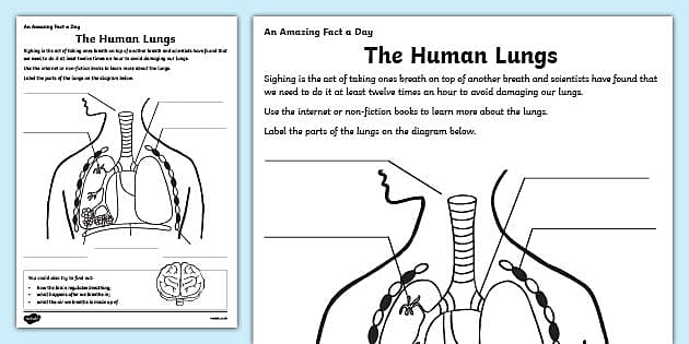 The Human Lungs KS2 Worksheet - Primary Resource - Twinkl