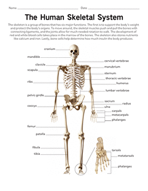 the human skeletal system worksheet