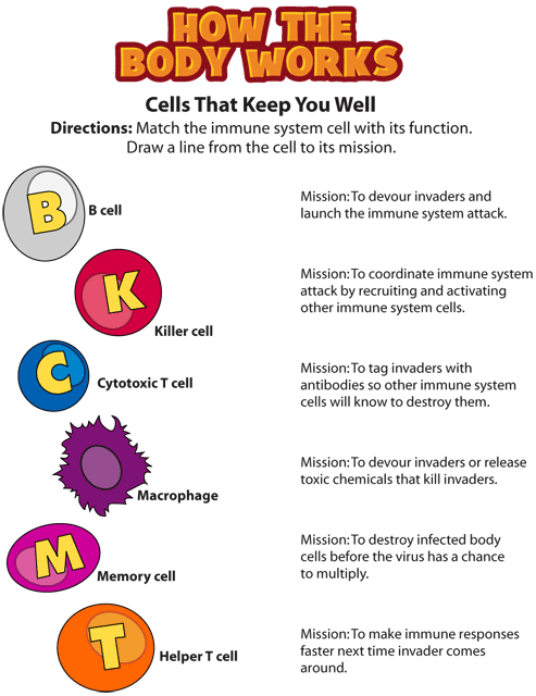 Kidshealth: Activity: Immune System | Akron Childrens