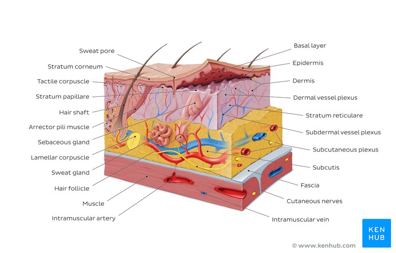 the integumentary system worksheet answers