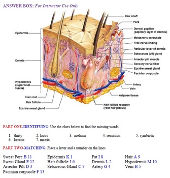 General Anatomy &  Physiology: Your Skin: Up Close by Creative ...