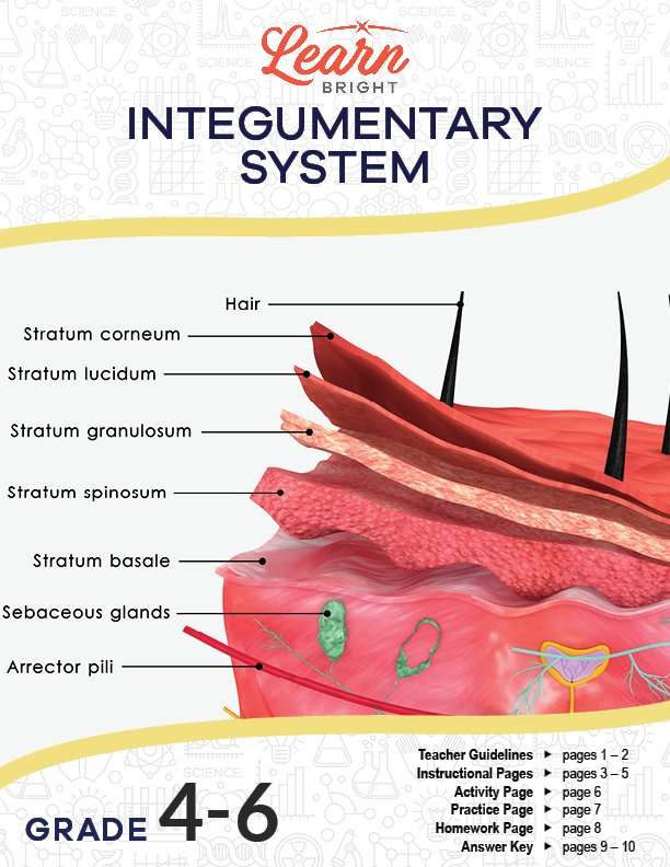 the integumentary system worksheet answers