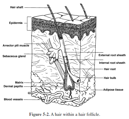 the integumentary system worksheet answers