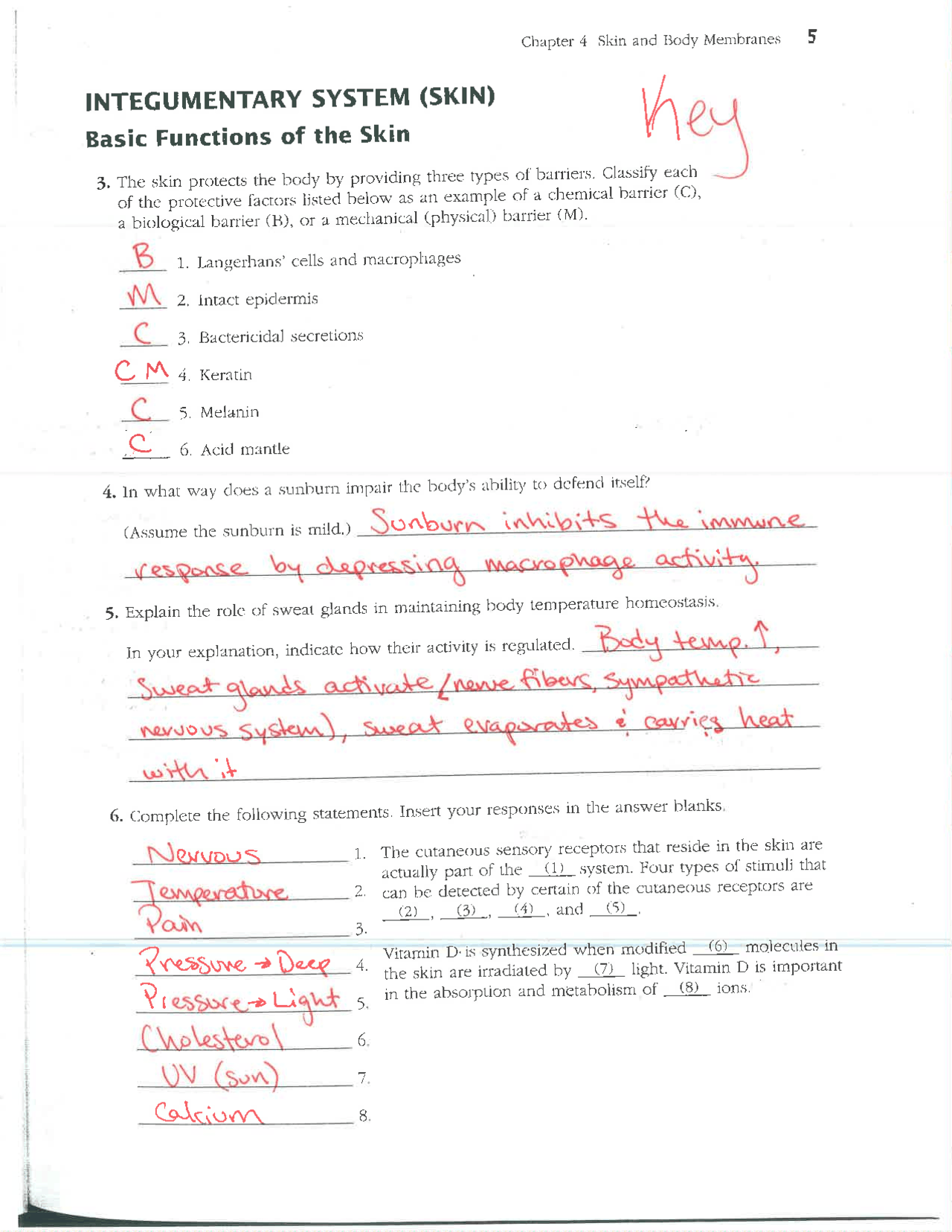 the integumentary system worksheet answers