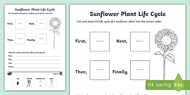 the life cycle of a plant worksheet