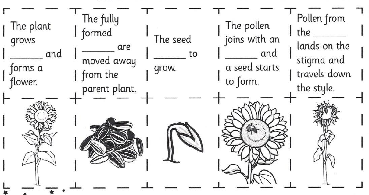 the life cycle of a plant worksheet