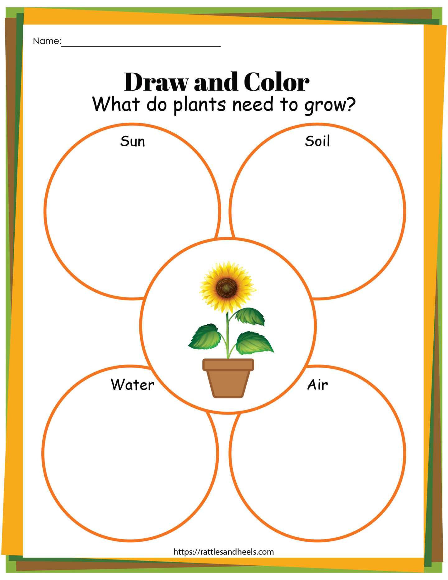 the life cycle of a plant worksheet