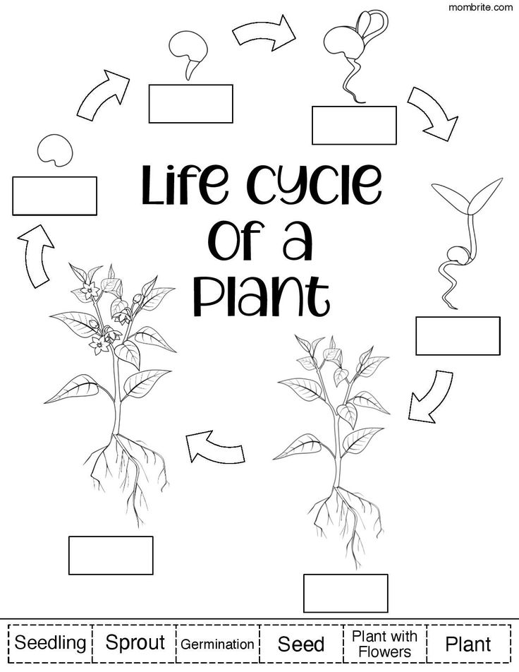 the life cycle of a plant worksheet