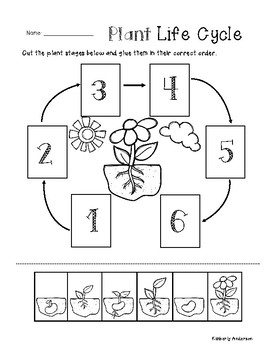 the life cycle of a plant worksheet