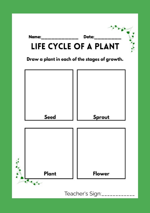 the life cycle of a plant worksheet