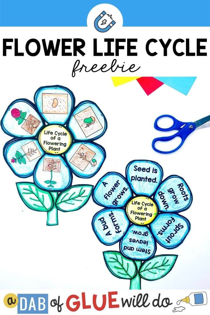 the life cycle of a plant worksheet