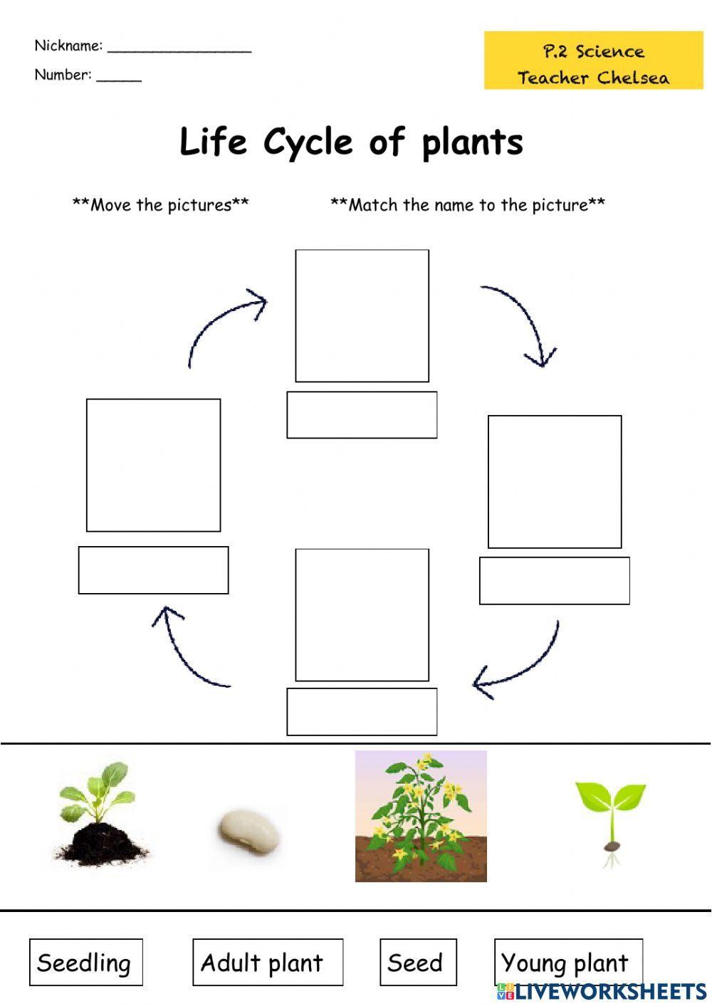 the life cycle of a plant worksheet