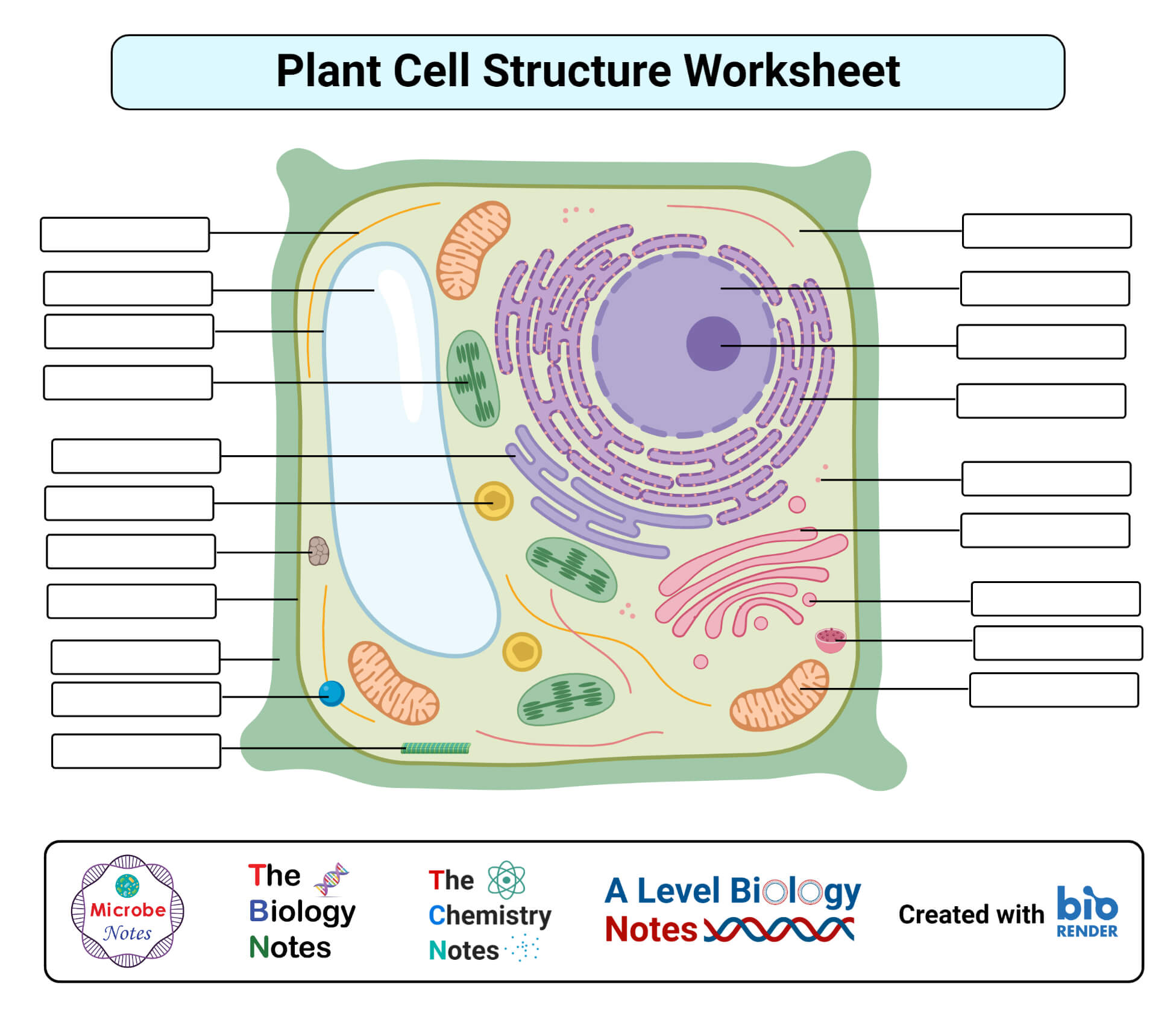 the plant cell worksheet