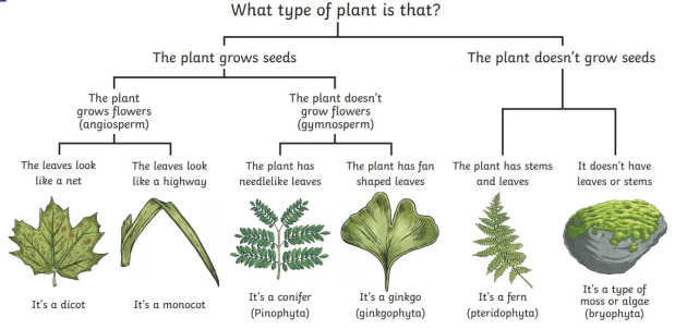 the plant kingdom worksheet