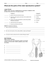 What Are the Parts of the Male Reproductive System? Human Body ...