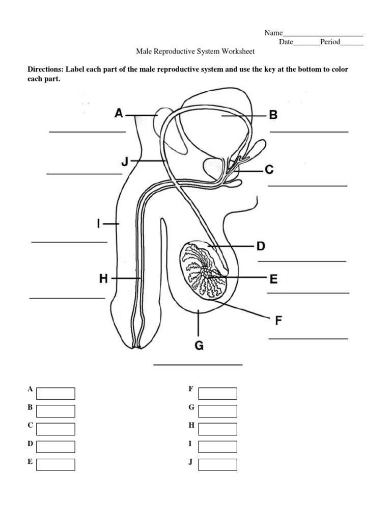 Male Reproductive System Worksheet | PDF