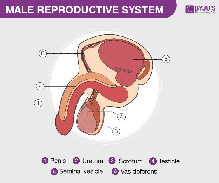 Male Reproductive System- Structure and its Functions