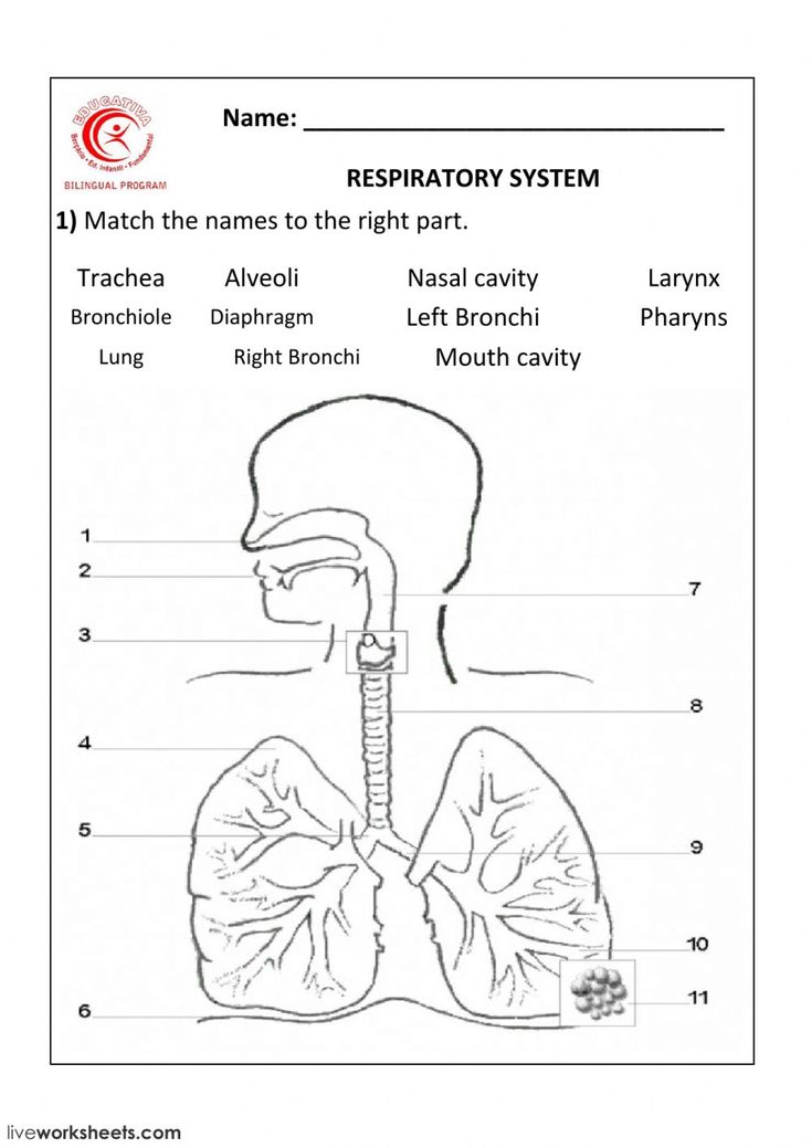 the respiratory system worksheet answers