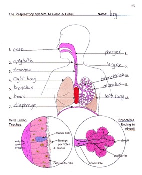 Respiration: The Respiratory System Facts, Color, Worksheet &  Quiz