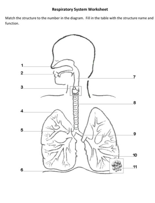 the respiratory system worksheet fill in the blanks answers