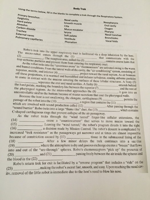 the respiratory system worksheet fill in the blanks answers