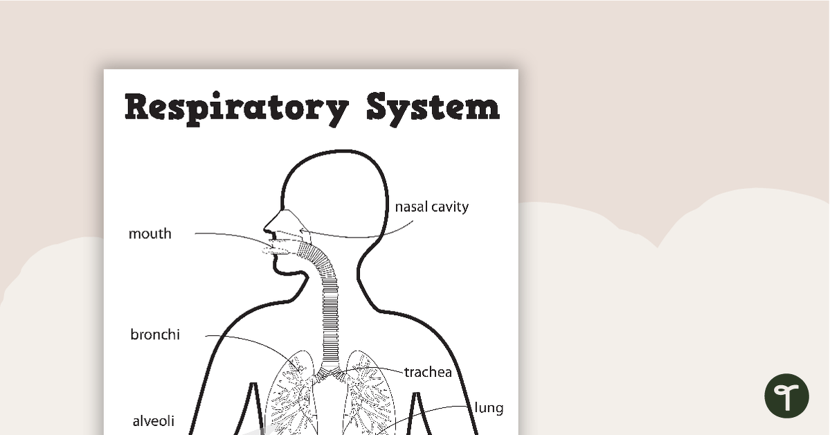 The Respiratory System - Worksheets | Teach Starter