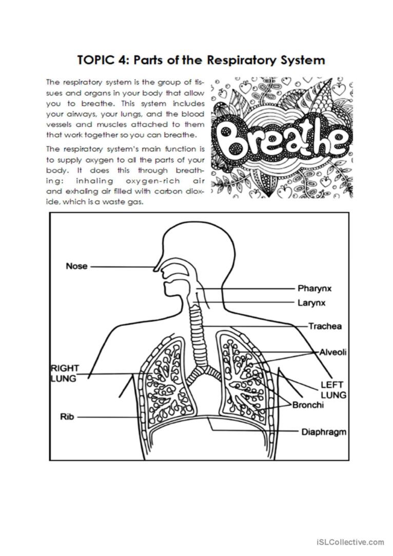 the respiratory system worksheet