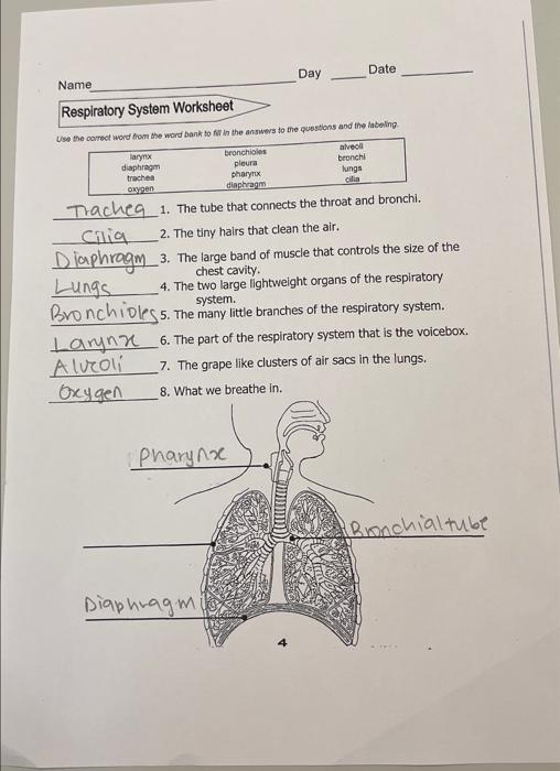 Solved Day Date Name Respiratory System Worksheet Use the | Chegg.com