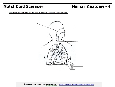 the respiratory system worksheet