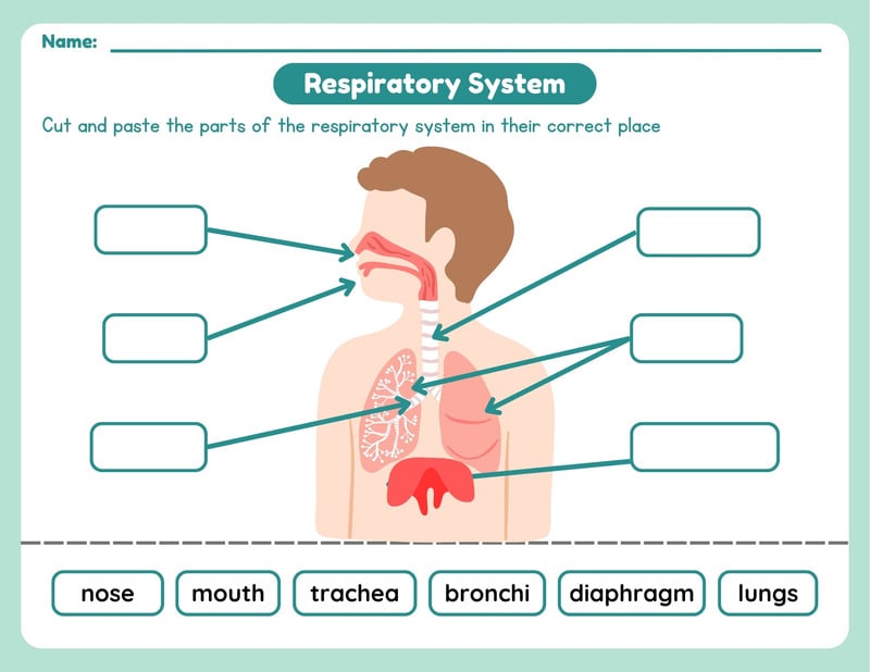 Respiratory System - Miss Fati Tips - Canva