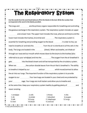 the respiratory system worksheet