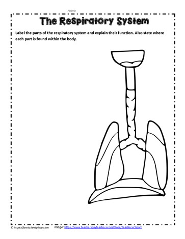 Respiratory System Activity Worksheets