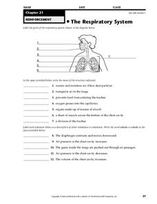 the respiratory system worksheet