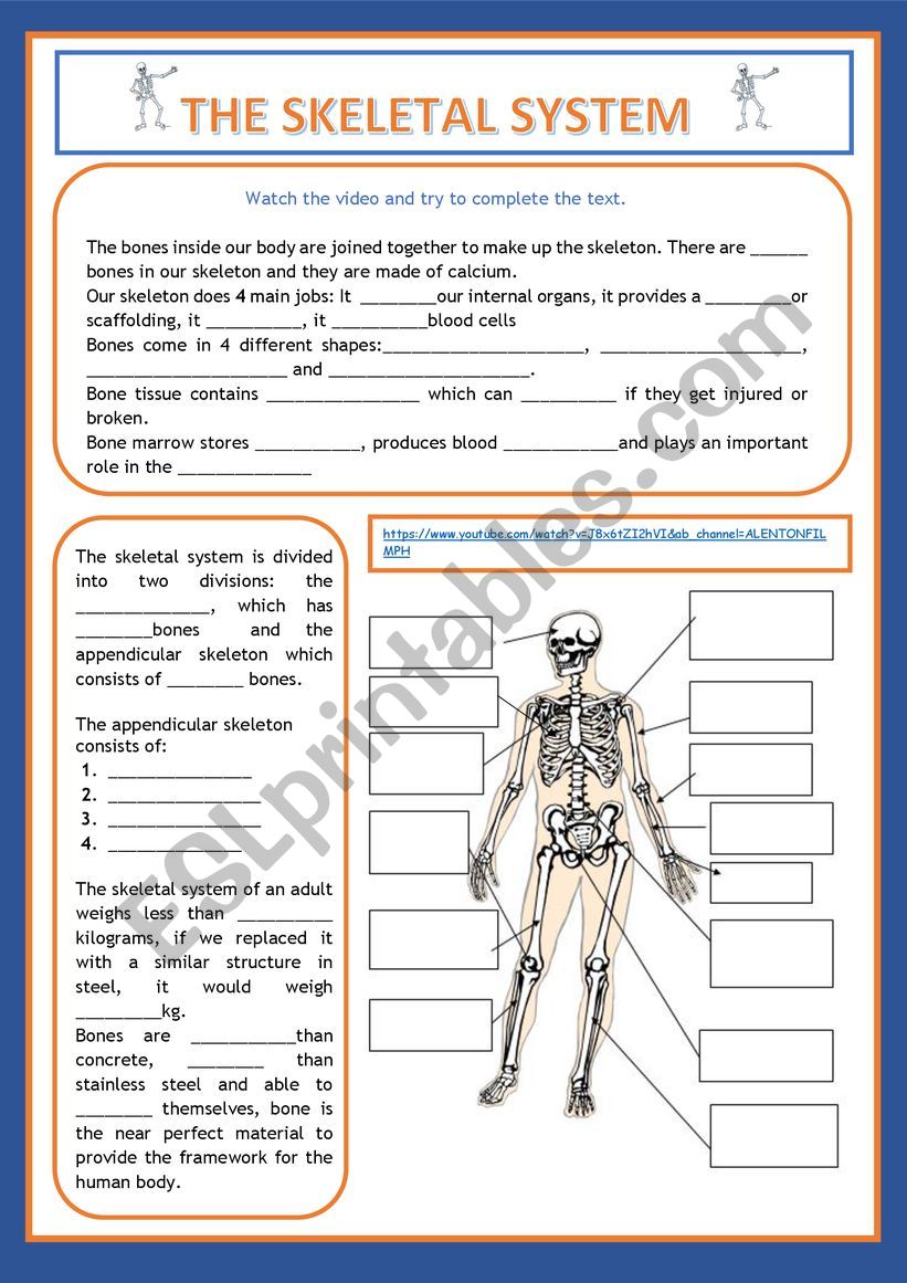 THE SKELETAL SYSTEM - ESL worksheet by cristinasuma
