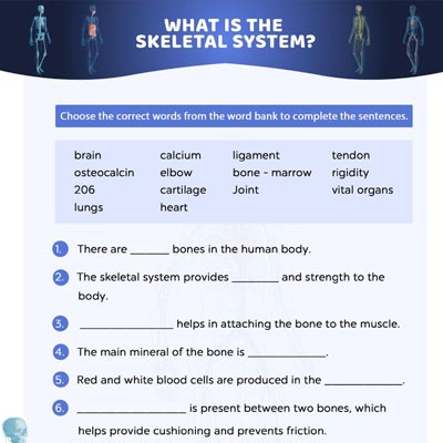 Skeletal System Worksheet: Fill In The Blanks | MomJunction