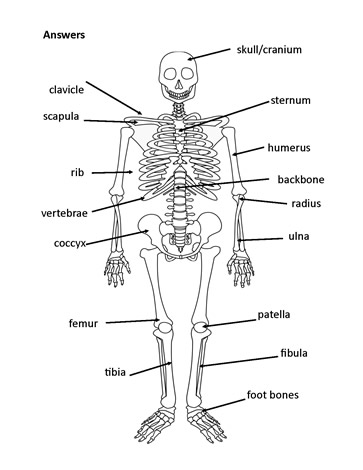 the skeleton worksheet