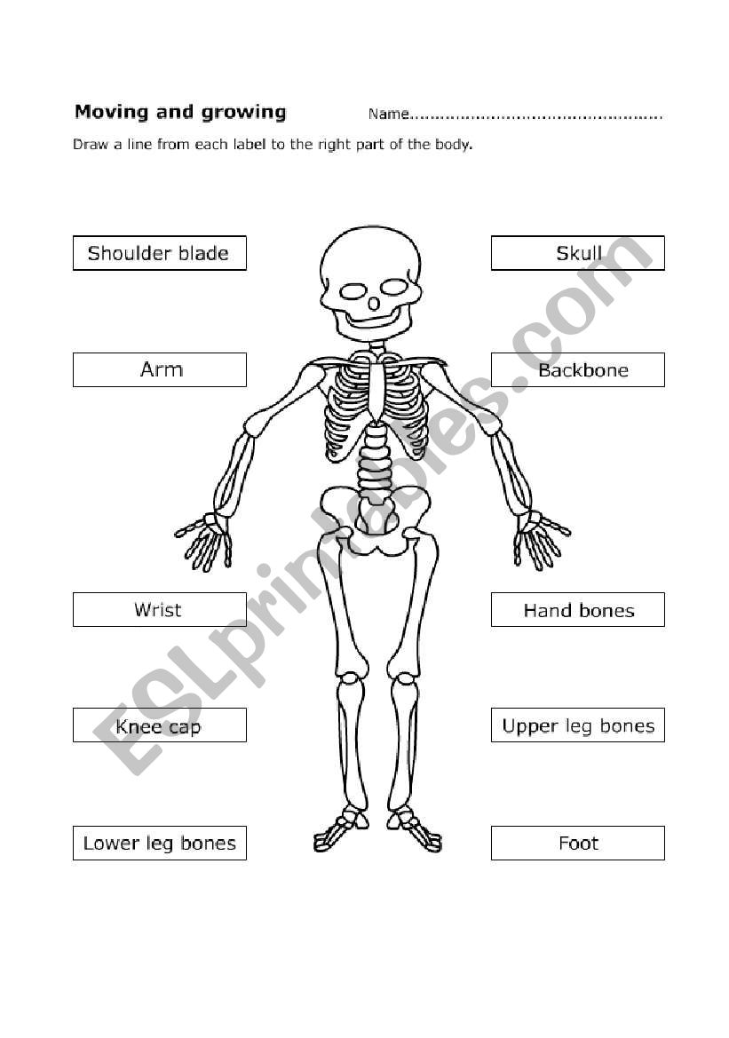 Human skeleton - ESL worksheet by Mariola PdD